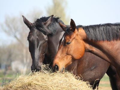 Nos chevaux